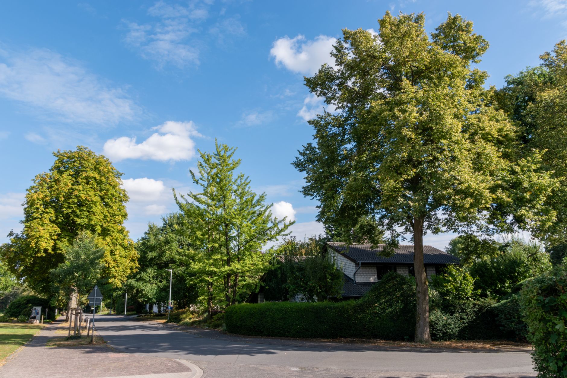 Tree-lined residential street on a clear summer day